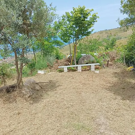 Palapico 보니파티