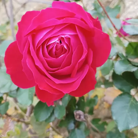 게스트하우스 Palapico