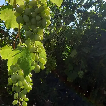 Palapico 3* 보니파티