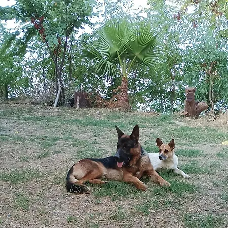 Palapico Guest house