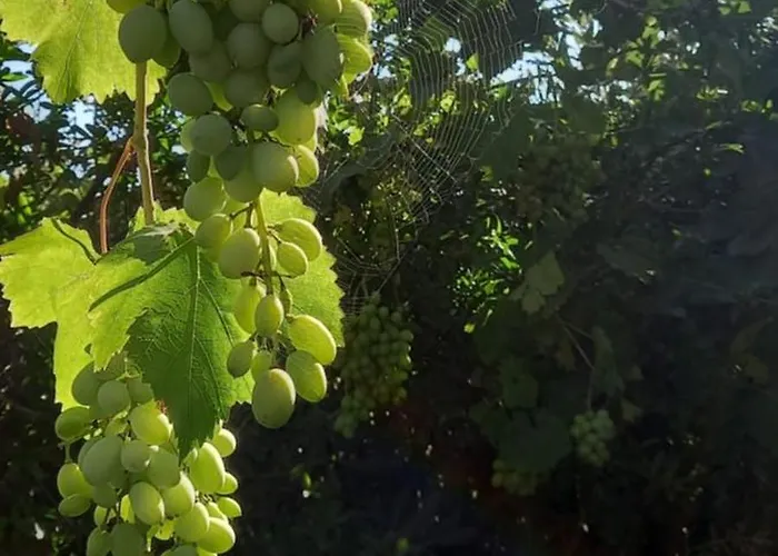 Palapico 3* Bonifati