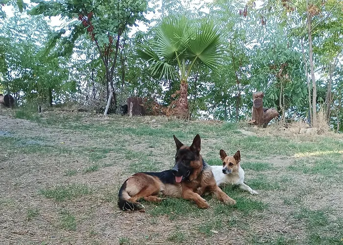 Palapico Casa de hóspedes